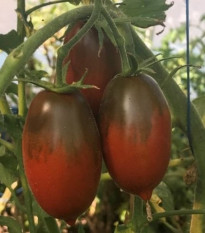Rajče Black Plum - Solanum lycopersicum - semena rajčete - 6 ks