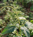 Laskavec Green Giant - Amaranthus tricolor - semena laskavca - 400 kosov