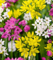 Česen drobnocvetni mešanica barv - Allium - čebulice okrasnega česna - 5 kos