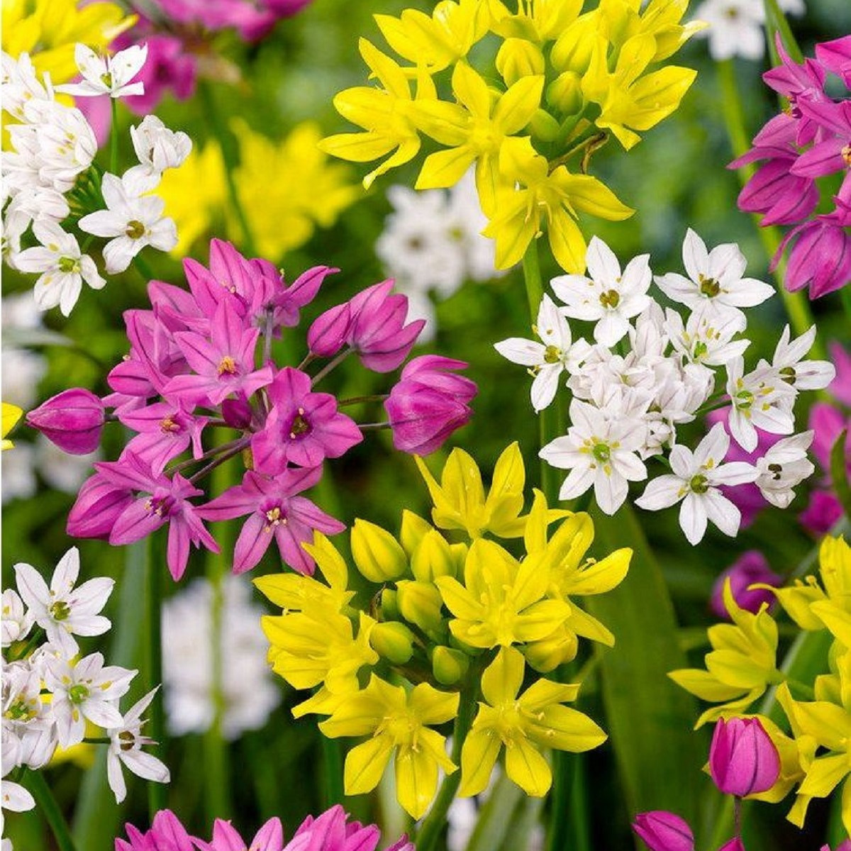 Česnek drobnokvětý směs barev - Allium - cibule okrasného česneku - 5 ks