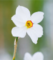 Narcis Actaea - Narcissus poeticus - čebulice narcisa - 3 kosi