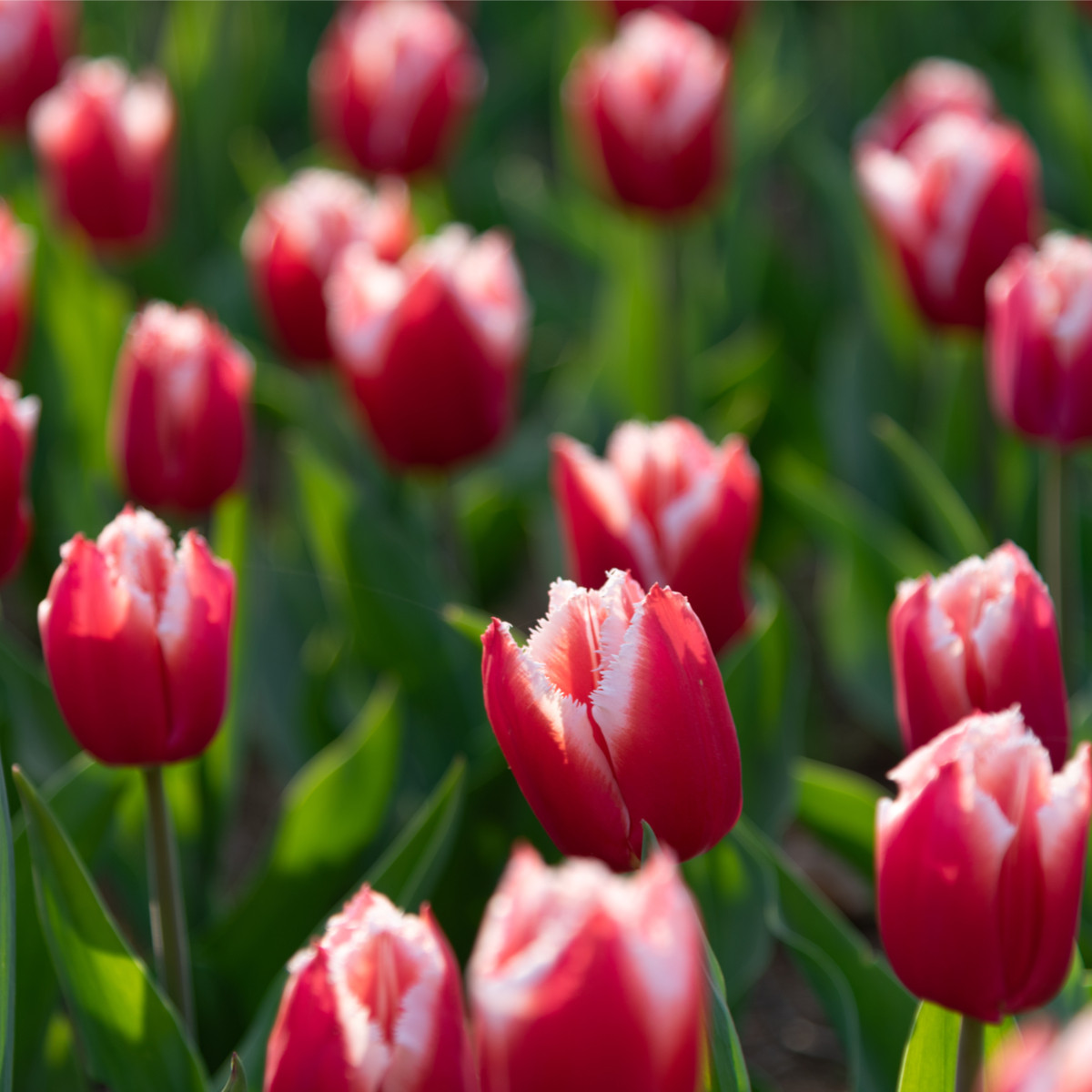 Tulipan Canasta – Tulipa – tulipani – čebulice – gojenje