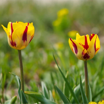 Tulipan Washington – Tulipa – tulipani – čebulice – gojenje