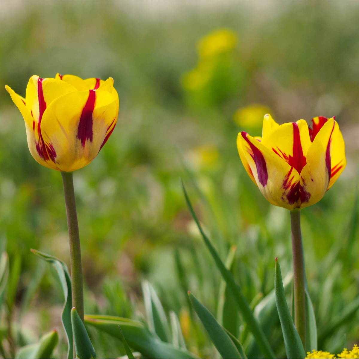 Tulipan Washington – Tulipa – tulipani – čebulice – gojenje