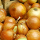 Čebula sazečka Senshyu Yellow - Allium cepa - čebulice - 50 kos