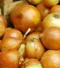 Čebula sazečka Senshyu Yellow - Allium cepa - čebulice - 50 kos