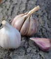 Sadilni česen Rusinka - Allium sativum - trdolistni - 1 pakiranje
