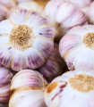 Semen česen Germidour - Allium sativum - nepaličar - čebula česna - 1 pakiranje