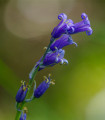 Britanski hijacintovec - Hyacinthoides non scripta - čebulice hijacintovca - 5 kosov