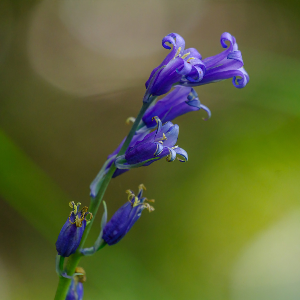Hyacintovec britský non-scripta - Hyacinthoides hispanica - cibule hyacintovce - 5 ks