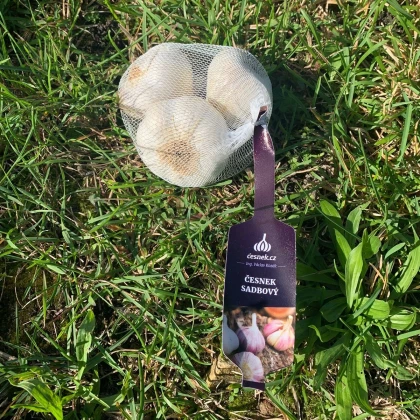 Češki sadilni Lukan – Allium sativum – mehki česen – česnova glavica – 1 pakiranje