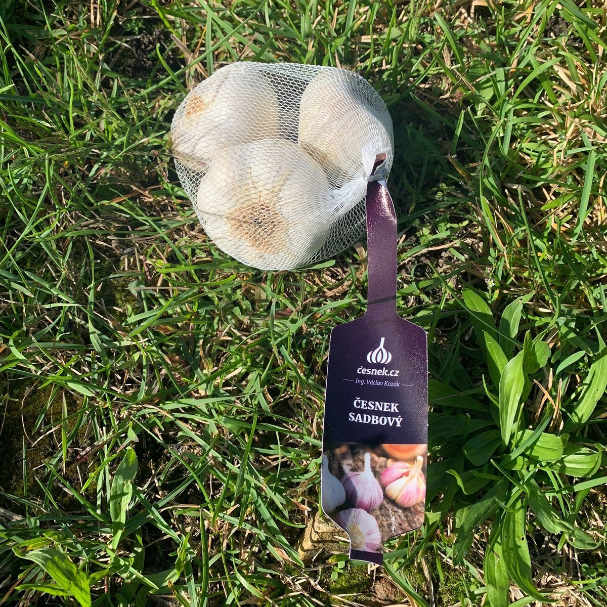 Češki sadilni Lukan – Allium sativum – mehki česen – česnova glavica – 1 pakiranje