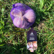 Sadilni česen Slavin II - Allium sativum - trd česen - 1 pakiranje