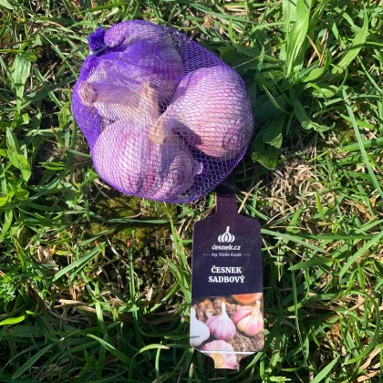 Sadilni česen Slavin II - Allium sativum - trd česen - 1 pakiranje