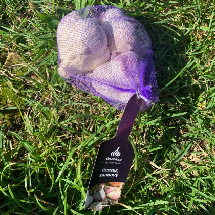 Sadilni česen Havran – Allium sativum – prezimni trdi česen – 1 pakiranje