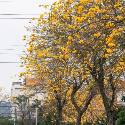 Tabebuja chrysotricha - Handroanthus chrysotrichus - semena tabebuji - 5 ks