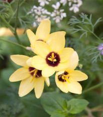Rumena cesarska duhovica – Ixias – gomolji – gojenje