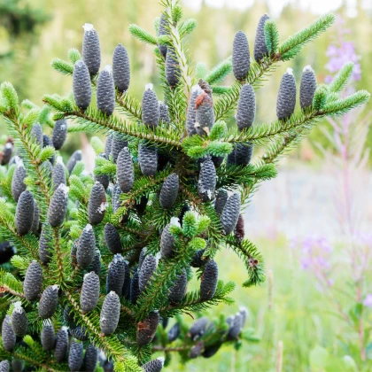 Jedle balzámová - Abies balsamea - semena jedle - 7 ks