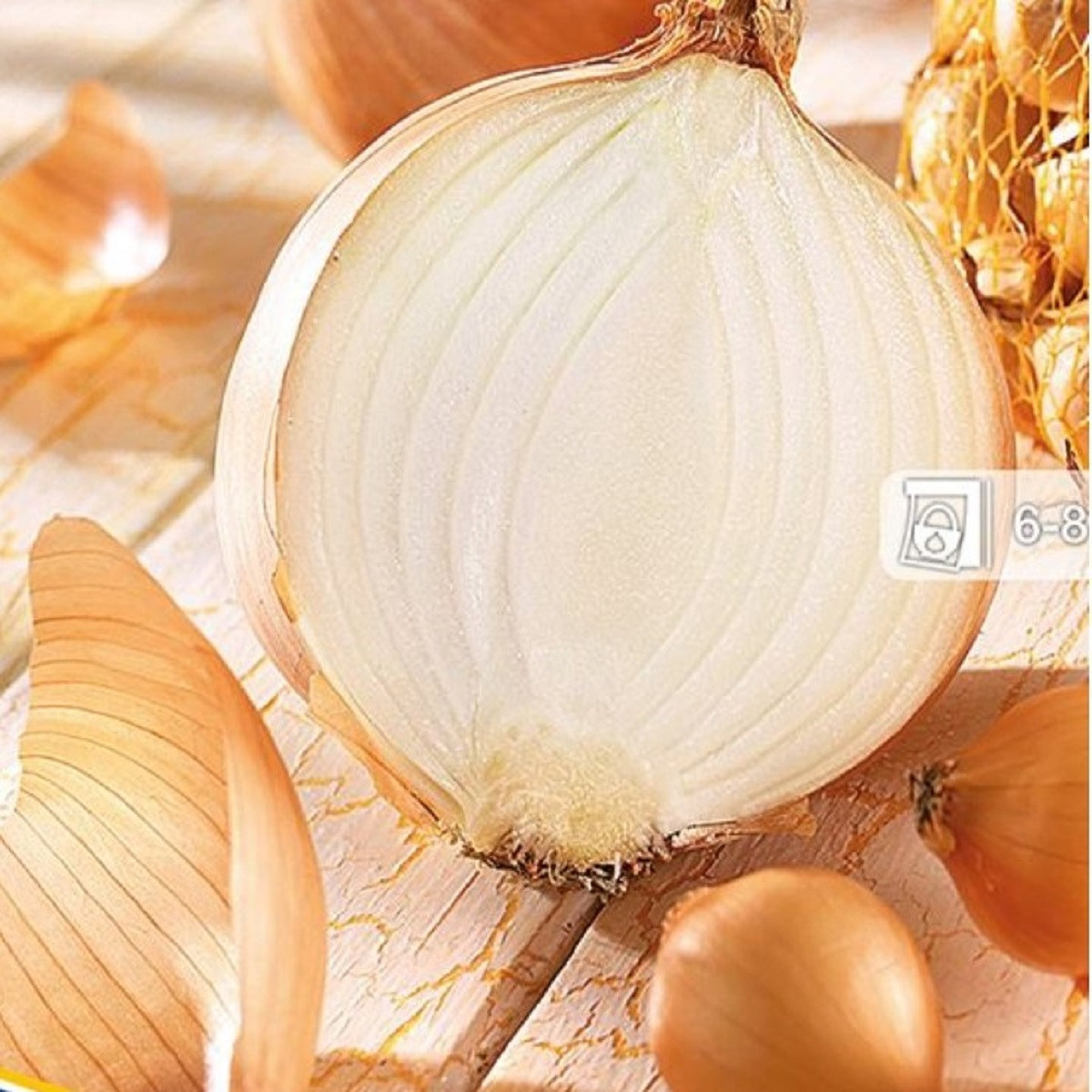 Čebula sazečka Senshyu Yellow - Allium cepa - čebulice - 50 kos