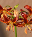 Lili Martagon Arabian Knight - Lilium - čebulica lilije - 1 kos