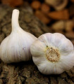 Semen česna Bjetin - Allium sativum - ozimni česnak - čebulice česna - 1 pakiranje
