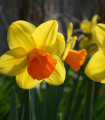 Narcis Jetfire - Narcissus L. - čebulice narcisa - 3 kosi