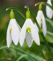 Sneguljčica - Galanthus nivalis - čebulice sneguljčice - 3 kosi