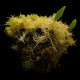 Bublinatka orchidoidní  - Utricularia alpina - semena bublinatky - 10 ks