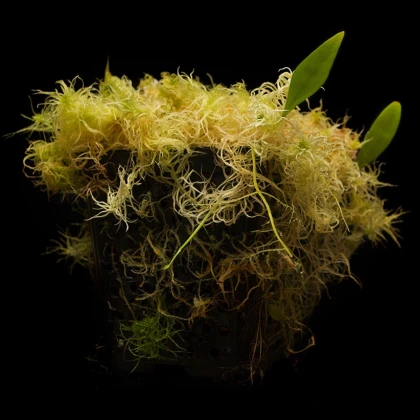 Bublinatka orchidoidní  - Utricularia alpina - semena bublinatky - 10 ks
