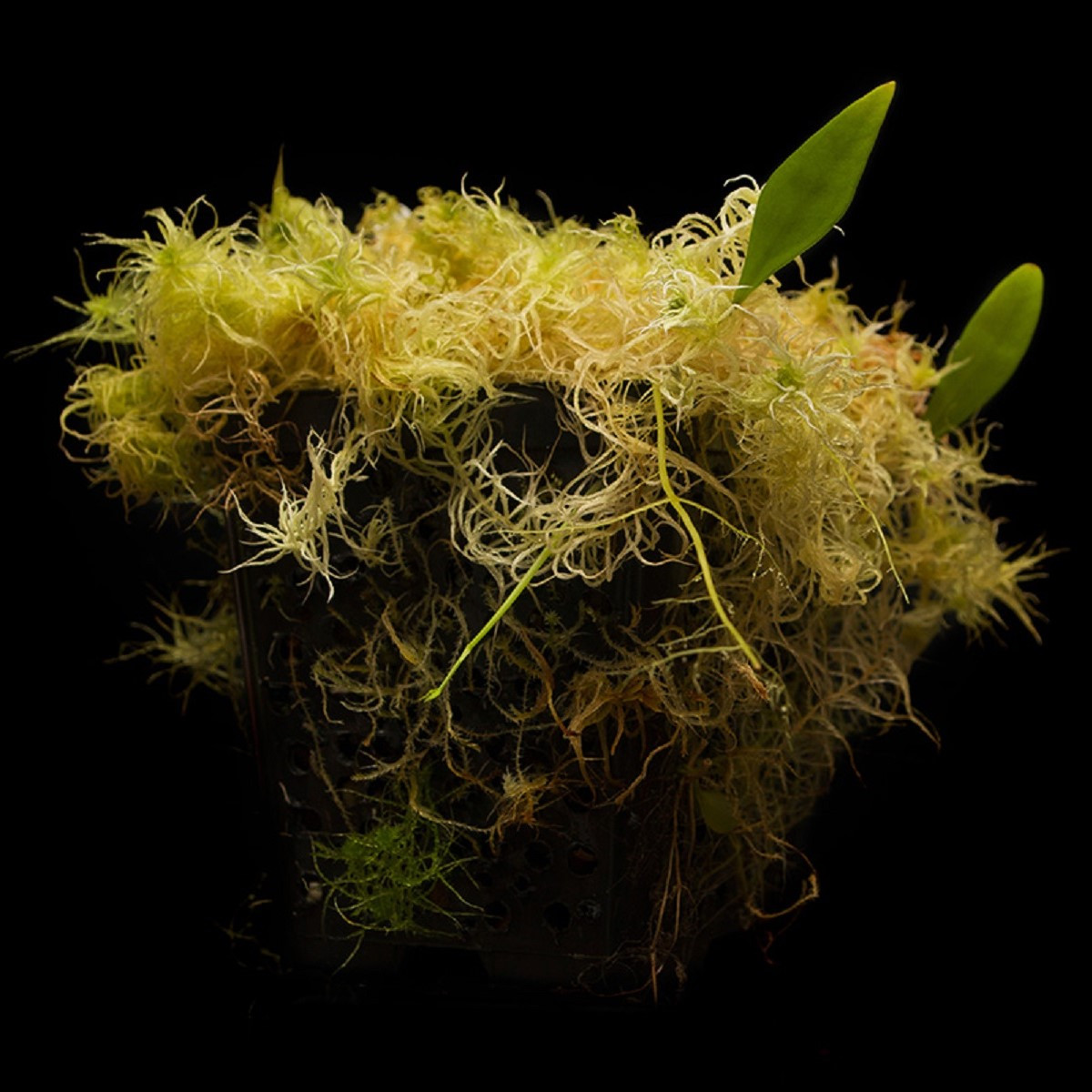 Bublinatka orchidoidní  - Utricularia alpina - semena bublinatky - 10 ks