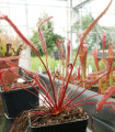 Rosnatka Red rastlina - Drosera capensis - semena rosnatke - 15 kos