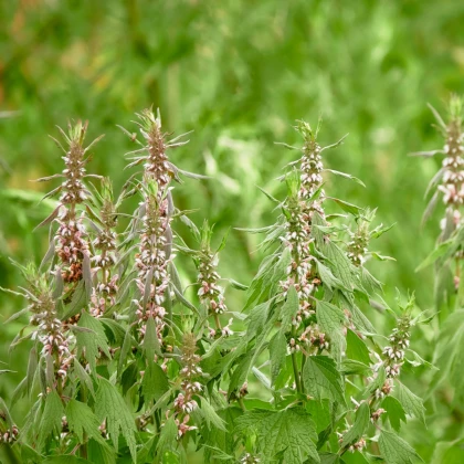 Leonurus cardiaca – semena zdravilnih rastlin