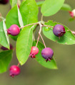 Kanadska amelanchier - Amelanchier canadensis - semena amelanchierja - 10 kos