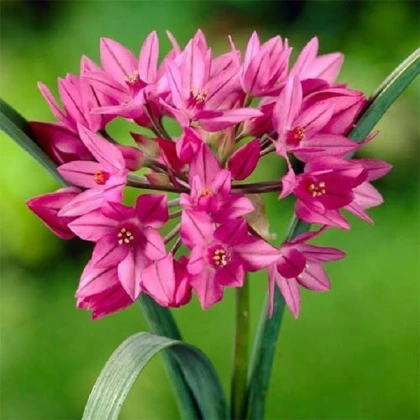 Česnek vysokohorský - Allium oreophillum - cibule okrasného česneku - 3 ks