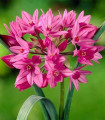 Visokogorski česen - Allium oreophillum - čebulice okrasnega česna - 3 kosi