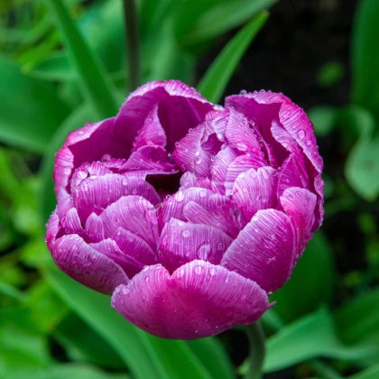 Tulipán plnokvětý Blue Diamond - Tulipa - cibule tulipánu - 3 ks