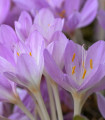 Veliki podlesek - Colchicum giganteum - čebulice podleska - 1 kos
