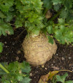BIO gomoljna zelena Princ - Apium graveolens - bio semena zelene - 20 kos