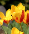 Tulipan Stresa - Tulipa - čebulice tulipana - 3 kosi
