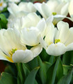 Tulipan White Purissima - Tulipa - čebulice tulipana - 3 kosi
