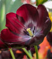 Tulipan Queen of Night - Tulipa - čebulice tulipana - 3 kosi