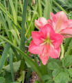 Hippeastrum Susan - Hippeastrum - čebulica hippeastruma - 1 kos