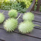 Okurka okrasná - Cucumis hirsutus - semena okurky - 6 ks