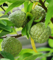 Luskasta anona – Láhevník – Annona squamosa – semena anone – 5 kosov
