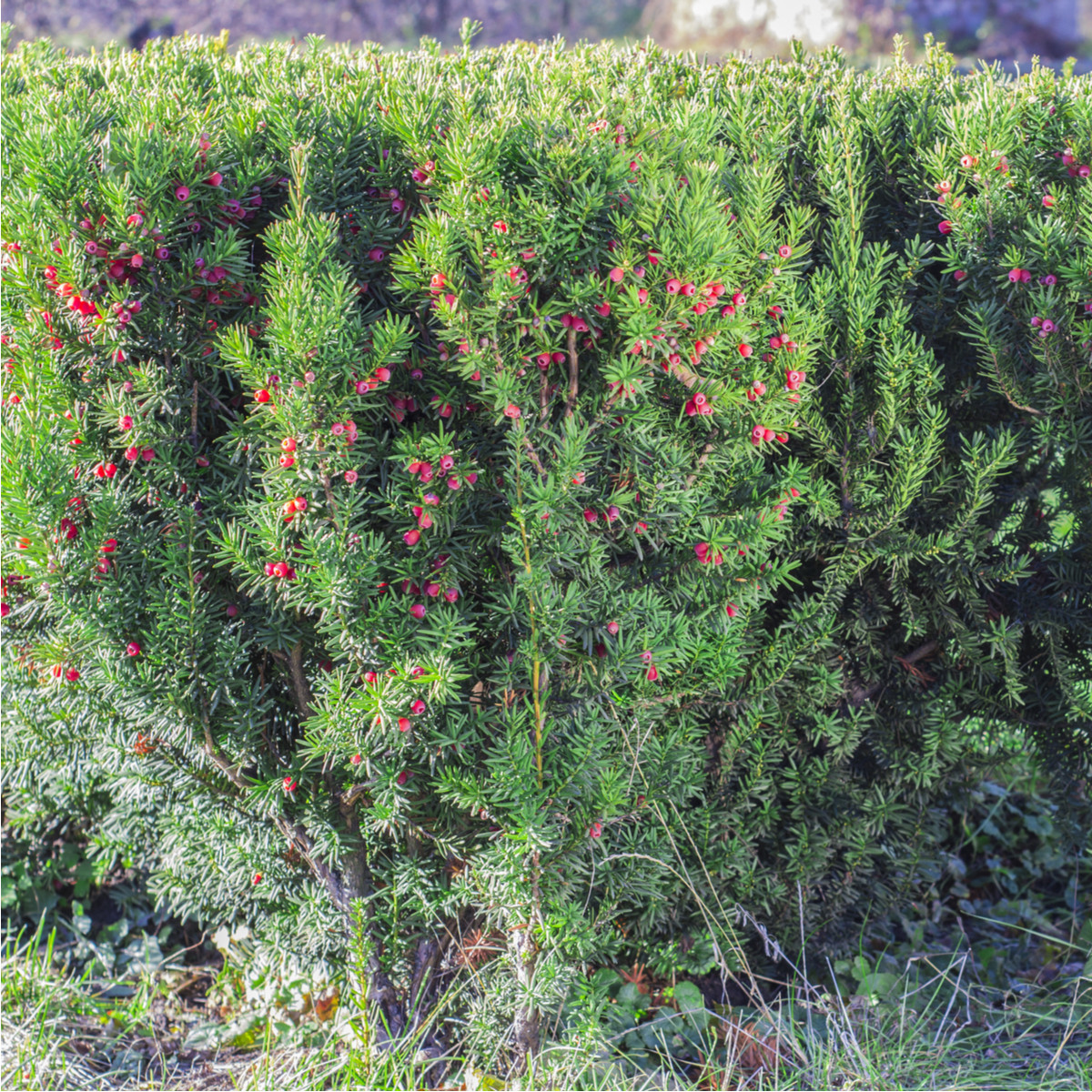 Tisa rdeča – Taxus baccata – semena iglavcev