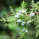 Tisa orientalis - Platycladus orientalis - semena tise - 20 kos