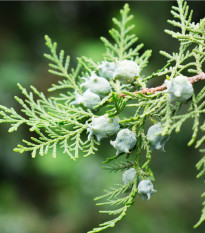 Tisa orientalis - Platycladus orientalis - semena tise - 20 kos
