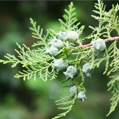 Tisa orientalis - Platycladus orientalis - semena tise - 20 kos