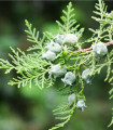 Tisa orientalis - Platycladus orientalis - semena tise - 20 kos