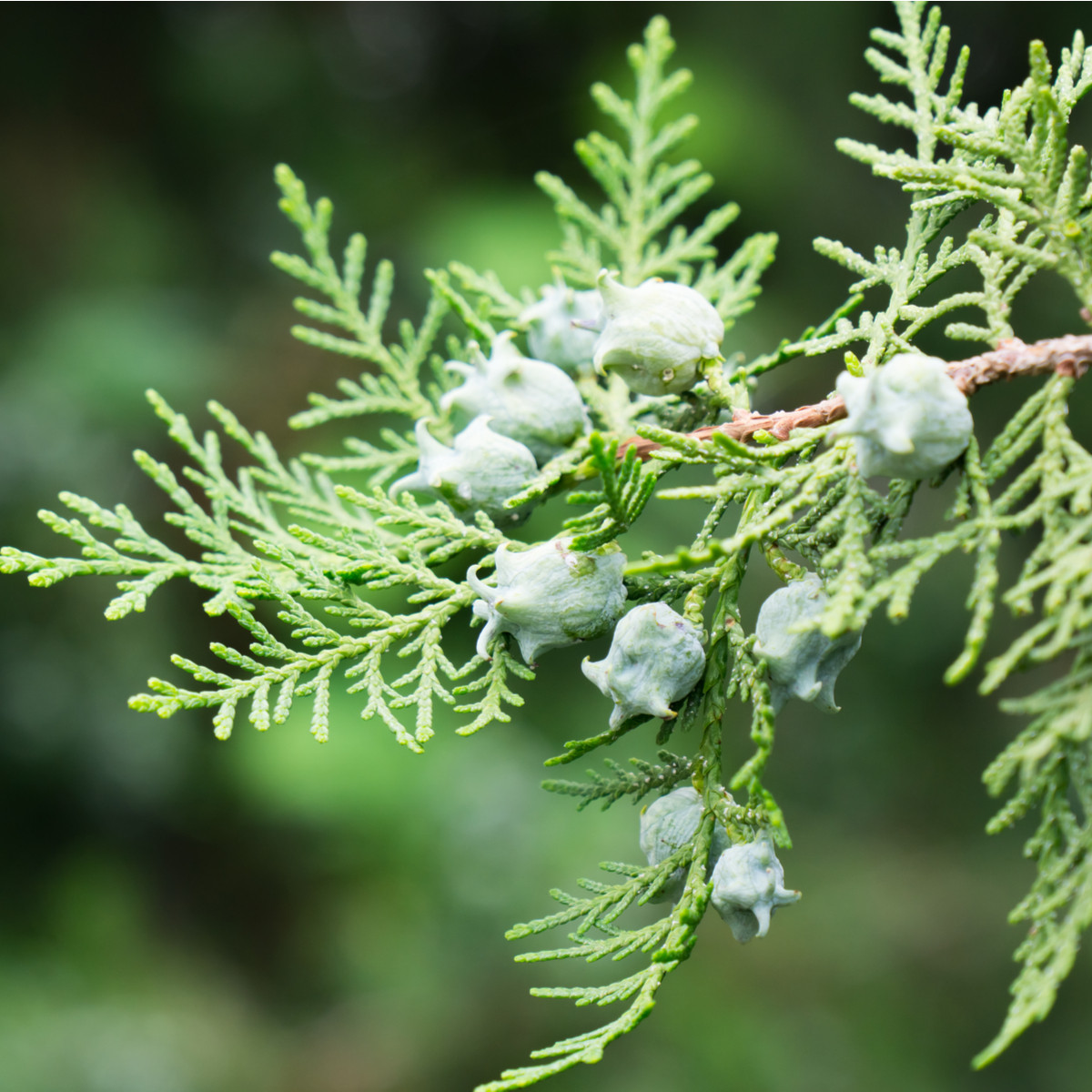 Tisa orientalis - Platycladus orientalis - semena tise - 20 kos